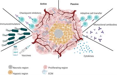 Salmonella enterica and outer membrane vesicles are current and future options for cancer treatment